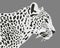 Ceylon leopard vector illustration