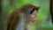 Ceylon macaque, latin name: Macaca Sinica, a species of primate in the marmoset family. It is endemic to Sri Lanka, the