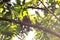 Ceylon Rufous Babbler - Sri Lanka endemic