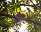 Ceylon Rufous Babbler - Sri Lanka endemic