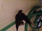 Ceylon swallow has come to the barthroom to bath