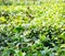 Ceylon tea bushes, green plantations of Sri Lanka