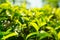 Ceylon tea green plants closeup view