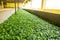 Ceylon tea leaves drying process