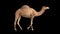 CG camel cyclical walking on alpha channel