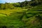 Cha Goreana tea plantation in Sao Miguel island, Portugal.