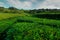 Cha Goreana tea plantation in Sao Miguel island, Portugal.