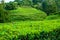 Cha Goreana tea plantation in Sao Miguel island, Portugal.