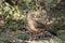 Chachalaca at Quinta Mazatlan in Texas