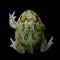 The chachoan horned frog isolated on black