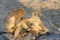 Chacma baboon with baby sunbathing