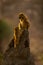 Chacma baboon and baby on termite mound