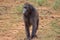 A Chacma baboon captured in Namibia