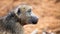 Chacma Baboon Closeup Profile