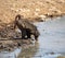 Chacma Baboon Drinking