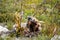 Chacma Baboon Eating