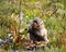 Chacma Baboon Eating