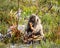 Chacma Baboon Eating