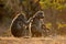 Chacma baboon family - Kruger National Park