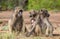 Chacma baboon family troop interaction