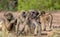 Chacma baboon family troop interaction