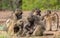 Chacma baboon family troop interaction