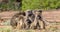 Chacma baboon family troop interaction