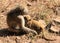 Chacma Baboon Female and her Baby, Victoria Falls