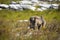 Chacma Baboon Foraging