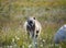 Chacma Baboon Foraging