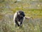 Chacma Baboon Foraging