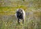 Chacma Baboon Foraging