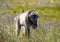 Chacma Baboon Foraging