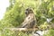 Chacma Baboon in the heart of savannah, Kruger national park, SOUTH AFRICA