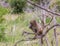 Chacma baboon juvenile isolated in the wild