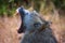 Chacma baboon monkey yawns and shows teeth in the Chobe National Park, Botswana