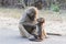 Chacma baboon mother grooming and caring for her infant baby