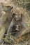 Chacma Baboon mother nursing baby, Botswana