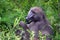 The Chacma Baboon (Papio ursinus) expression