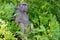 Chacma baboon (Papio ursinus) in Kruger National Park