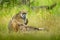 Chacma baboon, Papio ursinus, monkey from Moremi, Okavango delta, Botswana. Wild mammal in the nature habitat. Monkey feeding frui