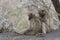 Chacma baboon Papio ursinus pair grooming