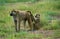 Chacma Baboon, papio ursinus, Pair Grooming, Kruger Park in South Africa