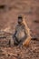 Chacma baboon sits staring on sandy ground