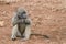 Chacma baboon sitting on the ground, eating and holding some food in hand