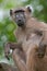 A chacma baboon sitting and scratching an itch