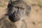 Chacma Baboon stare