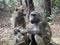 Chacma baboons