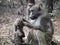 Chacma baboons