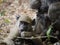 Chacma baboons